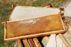 Echter-Honig in Honigwaben