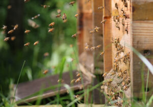 Sammlerinnen im Spätsommer: Jetzt ist ein guter Polleneintrag wichtig, damit die Winterbienen gut genährt werden und bis zum Frühling leben. Foto: Janine Fritsch