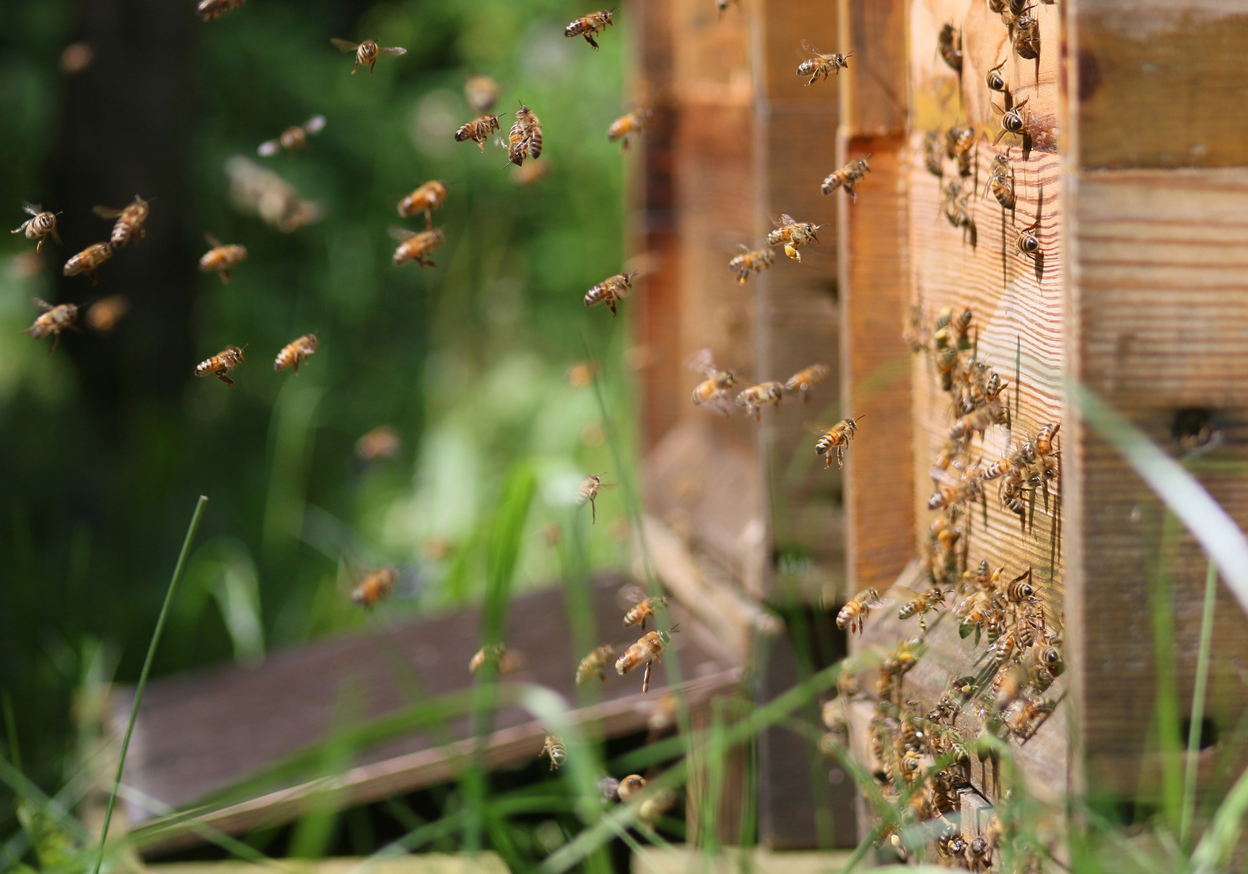 Sammlerinnen im Spätsommer: Jetzt ist ein guter Polleneintrag wichtig, damit die Winterbienen gut genährt werden und bis zum Frühling leben. Foto: Janine Fritsch