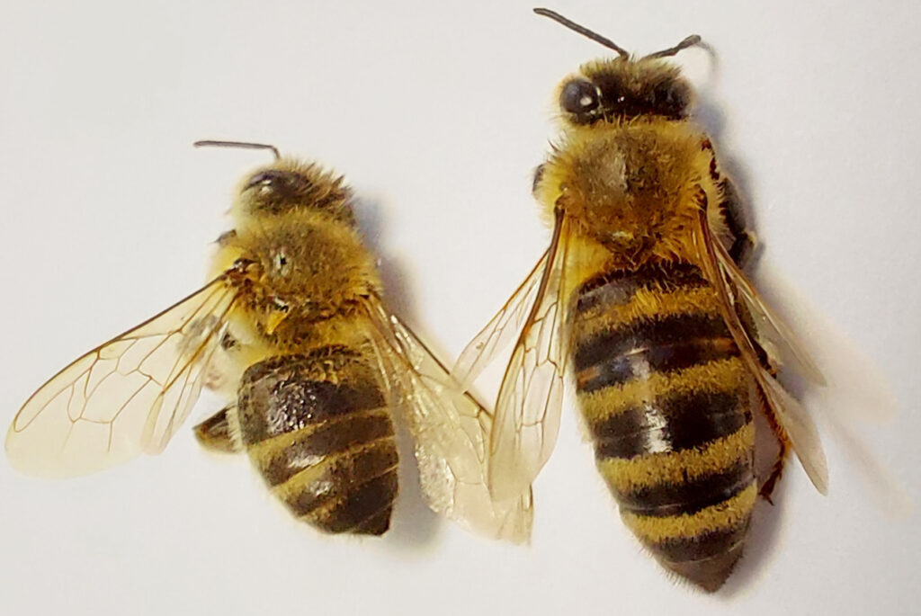 fette-bienen-leben-l-nger-deutscher-berufs-und-erwerbsimkerbund-e-v