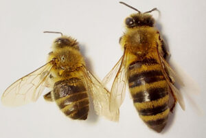 Die Qualität der Ernährung sieht man den Bienen an: Links eine unterernährte Biene, rechts eine gut entwickelte, dicke Biene. Foto: Miklos Sorfozo