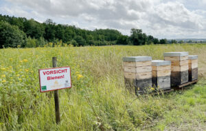 Bienenstöcke am Hanfmix-Feld: Die Honigausbeute war dieses Jahr besonders gut. Foto: A. Seehaus-Arnold