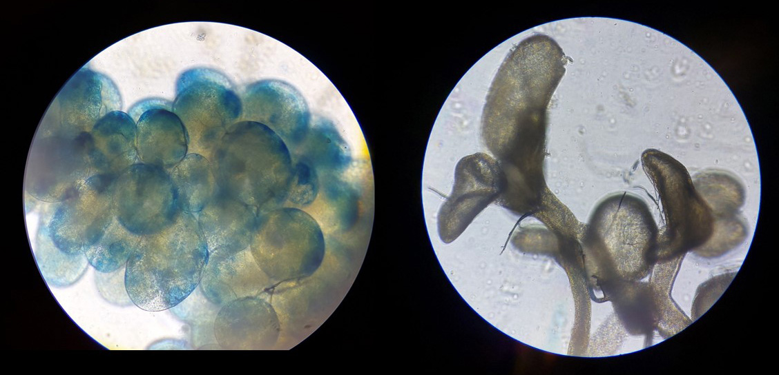 Mikroskopisches Bild von Futtersaftdrüsen: links voll entwickelt bei guter Eiweißversorgung, rechts unterentwickelt bei schlechter Versorgung. Foto: Miklos Sorfozo