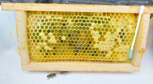 War der Zuckeranteil zu hoch, lagerten die Bienen das gefärbte Eiweißfutter auch in Honigwaben ein. Foto: Miklos Sorfozo