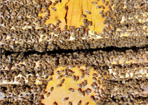 Notlösung Futterteig: Ist der Polleneintrag zu gering, sollte Ersatz gefüttert werden. Foto: Miklos Sorfozo