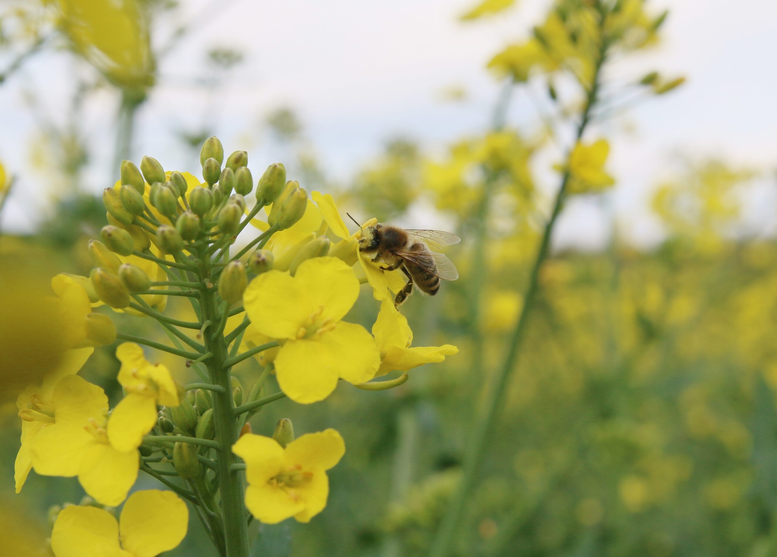 Imker fordern eine gentechnikfreie Landwirtschaft. Foto: Janine Fritsch