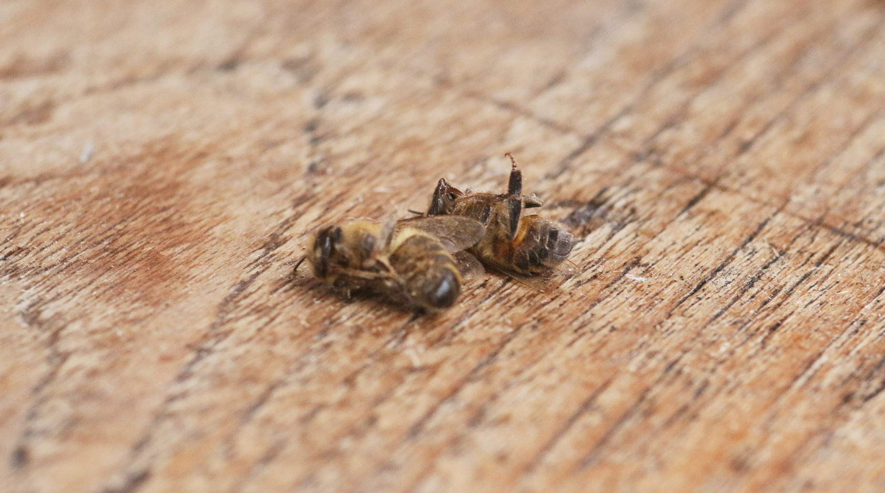 Imker sind auf giftfreie Landschaften angewiesen. Glyphosat zerstört u.a. Gedächtnis und Orientierungsvermögen von Bienen. Foto: Janine Fritsch