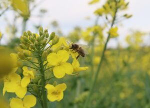 Für lohnenswerte Massentrachten wie Raps fliegen Honigbienen kilometerweit. Foto: Janine Fritsch
