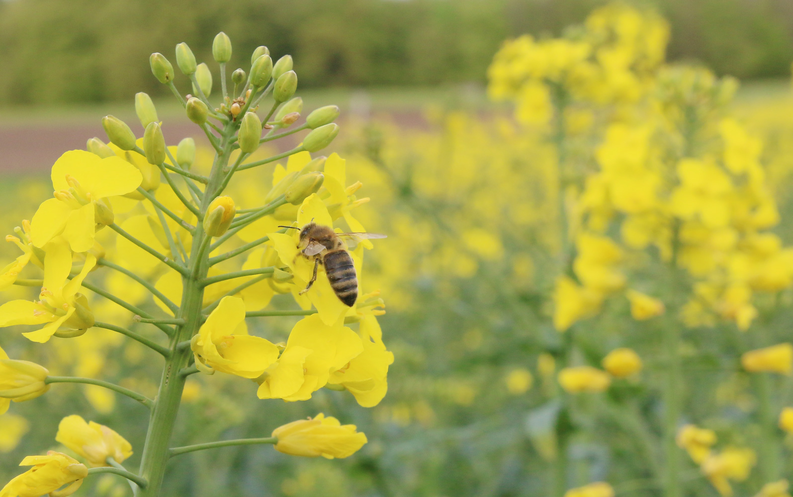 Biene im Rapsfeld. Foto: J. Fritsch