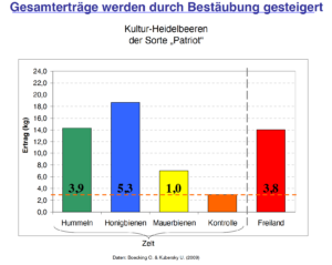 Ertrag deutlich besser durch Bestäubung von Honigbienen. Quelle: Laves Institut Niedersachsen