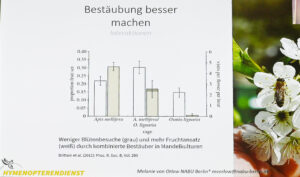 Gemeinsam wird es besser: Wenn Honig- und Wildbienen zusammen bestäuben, wird die Bestäubung effektiver und der Fruchtertrag erhöht sich. Foto: Janine Fritsch