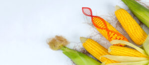 Symbolbild Genmais. Foto: Freepic/jcomp & AdobeStock/iuriimotov