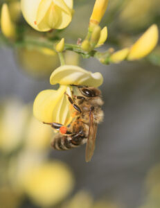 Honigbiene an Ginster. Foto: Janine Fritsch