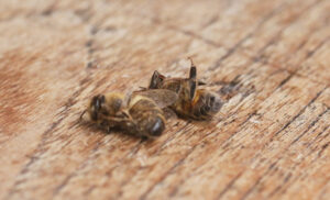 Imker sind auf giftfreie Landschaften angewiesen. Pestizide zerstören u.a. Gedächtnis und Orientierungsvermögen von Bienen. Foto: Janine Fritsch
