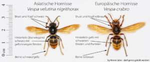Asiatische und europäische Hornisse im Vergleich.
