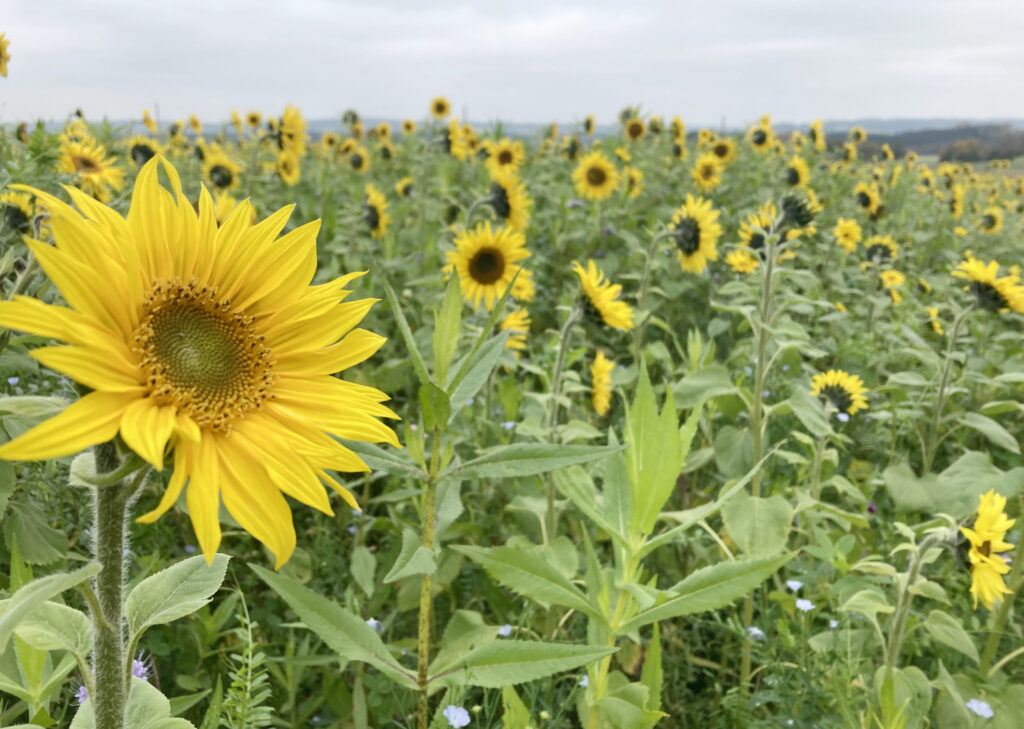 Sonnenblumenfeld. Foto: Janine Fritsch