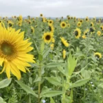 Nervengift Acetamiprid: EU senkt Grenzwerte – Deutschland spritzt noch mehr