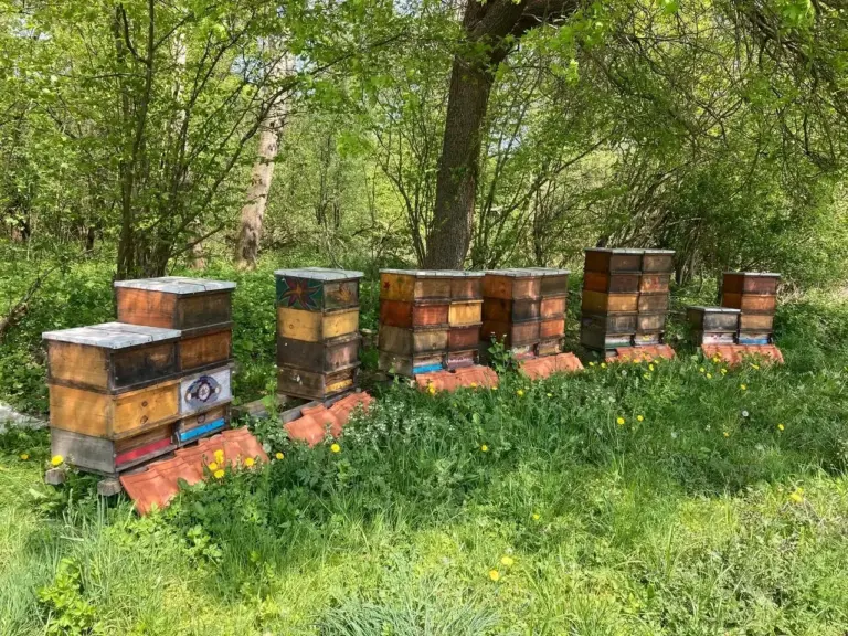 Völker der Schaumburger Waldimkerei